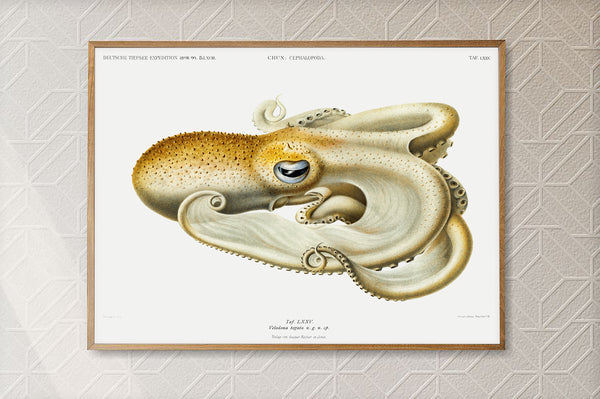 Vintage Wall Art - Velodona Octopus Scientific Illustration